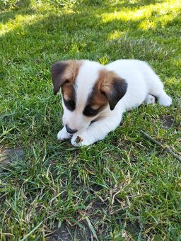 Jack Russell teriér - 14