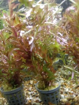 Hrotočelec prstenčitý - 14