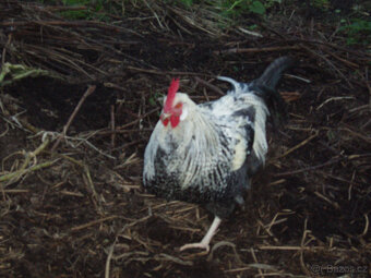 Prodám kohouta, kohoutky do chovu - 14