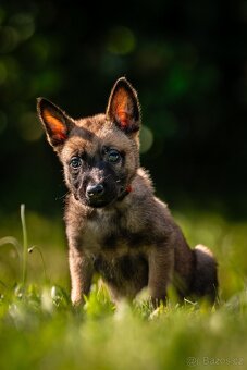 Belgický ovčák - Malinois s PP - 14