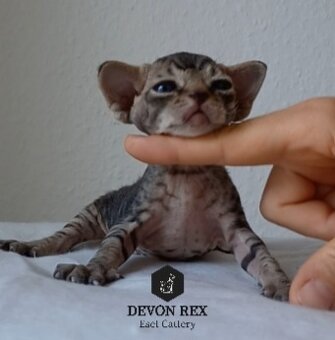 Devon rex - 14