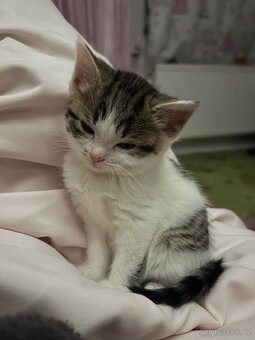 6 Rozkošných Koťátek (Máma Britka s PP x Pouliční Elegán) - 14