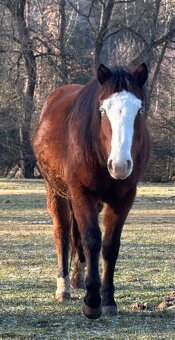 Kobylka 1,5 roku Appa x kříženec - 14