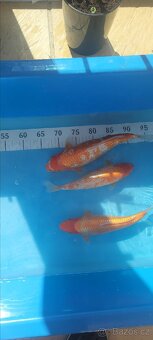 Prodam KOI pouze uznavane variery - 14