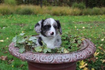 Welsh corgi cardigan s PP - 14