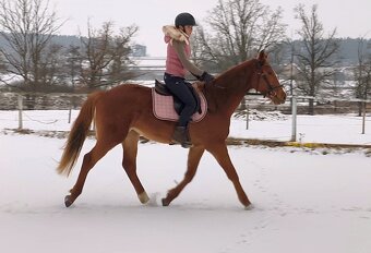 Letos čtyřletý sympatický valach - 14