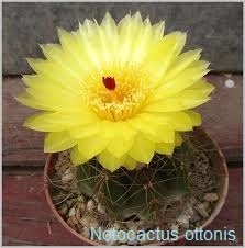 Semena kaktusů - 14