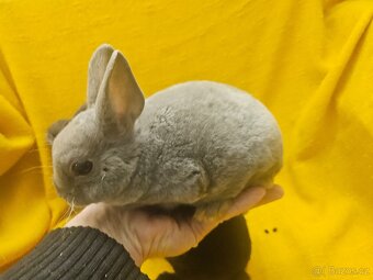 Zakrslý králíček - 14