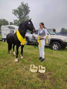 Připouštění Welsh cob - D - 14