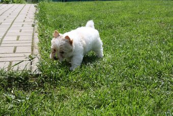 Yorkshire Terrier Golddust – štěňátka k odběru ihned - 14