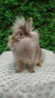 Zakrslý králík, králíček-(lvíček) NATANIEL - 14