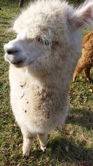 Lama alpaka - 14