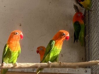 agapornis fischeri - 14