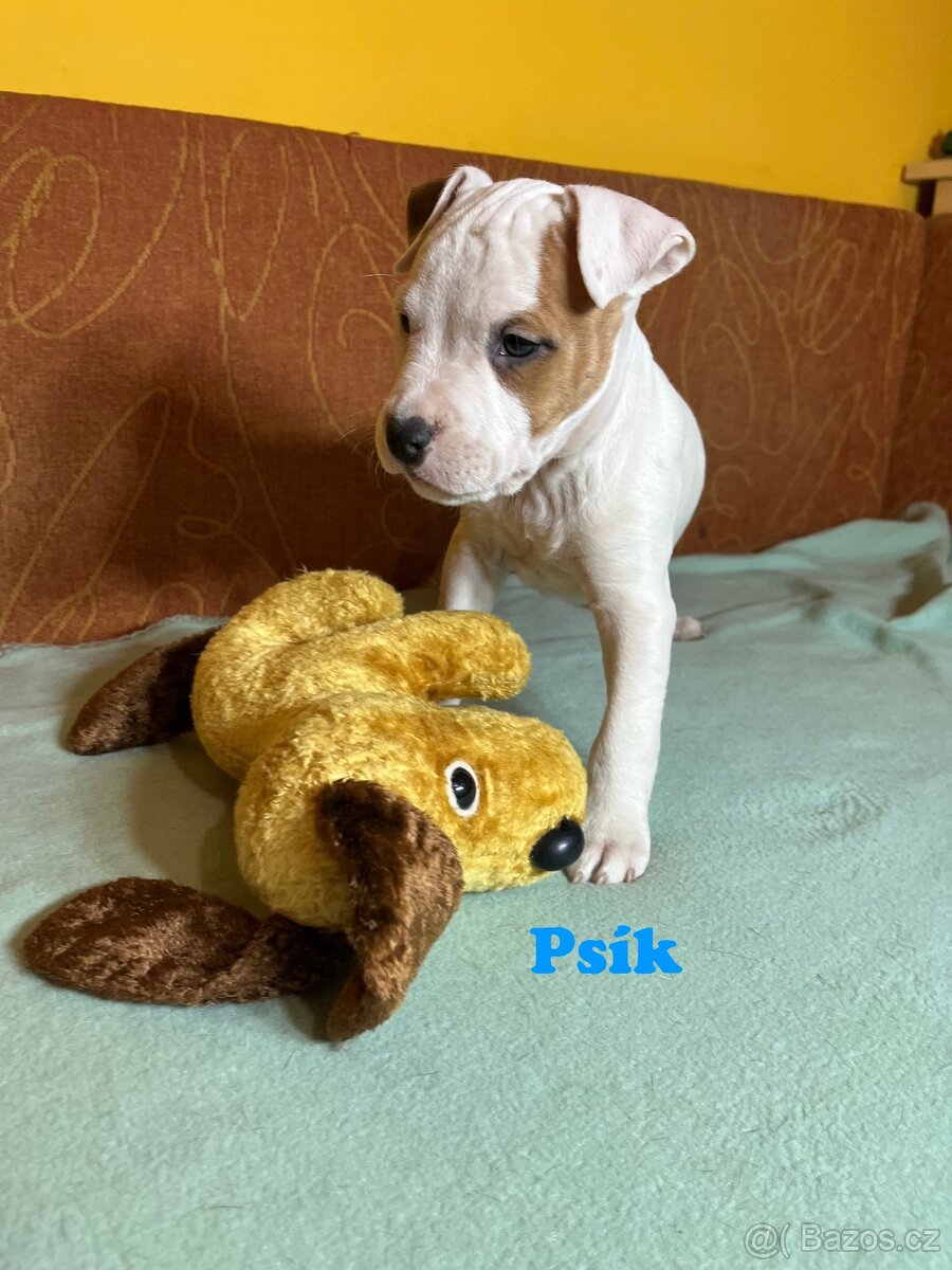 Americky Stafordšírský Terier šteniatka - 15