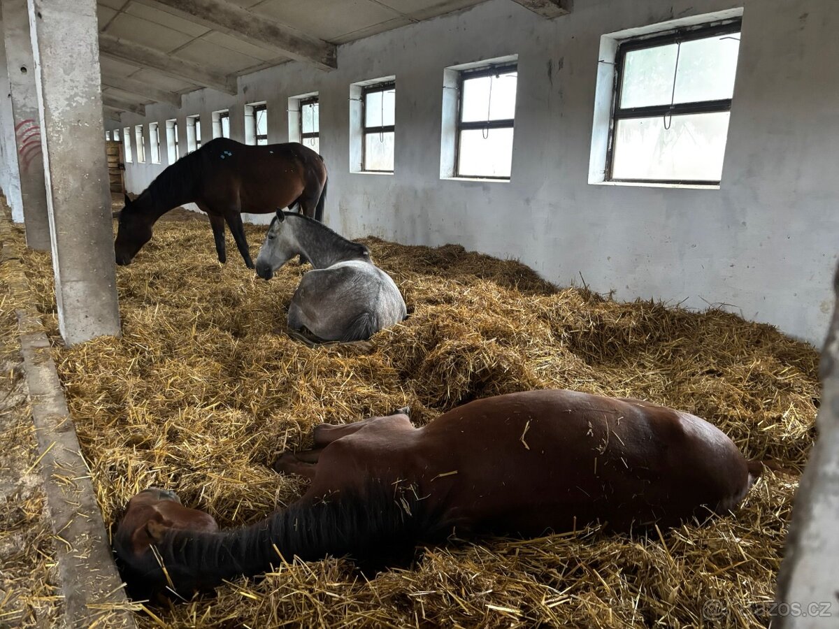 Ustájení a výcvik koní - 15