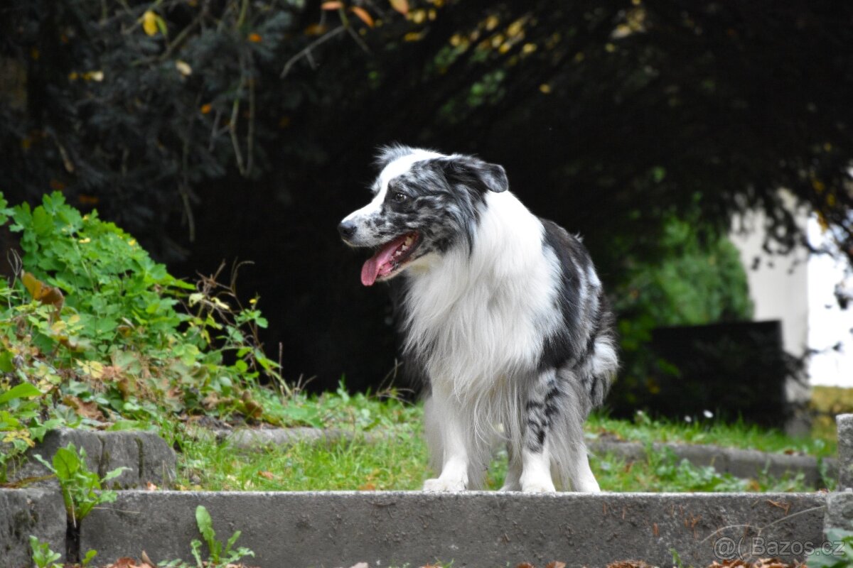 Krycí pes border kolie s PP FCI, nabídka krytí - 15