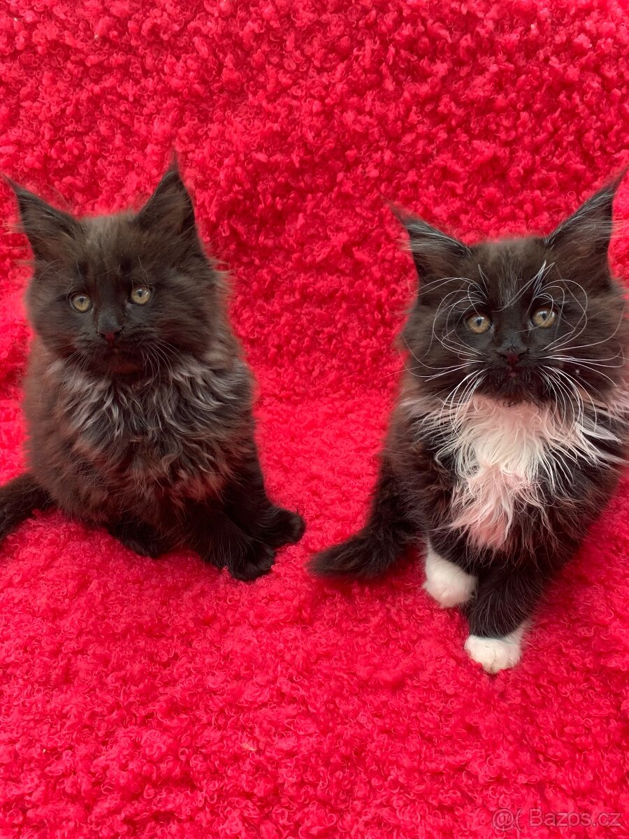 mainská mývalí kočka - koťata s PP - 15
