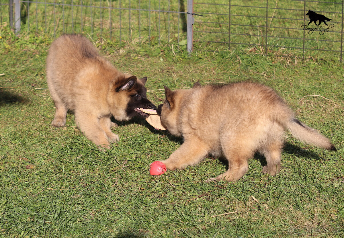 Belgický ovčák Tervueren s PP - štěňátka k odběru - kluci - 15