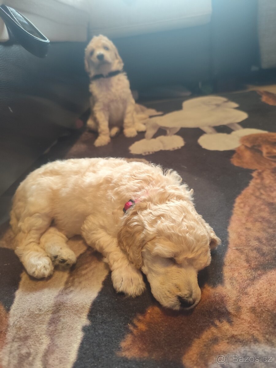 Pudl velký bílý - 15