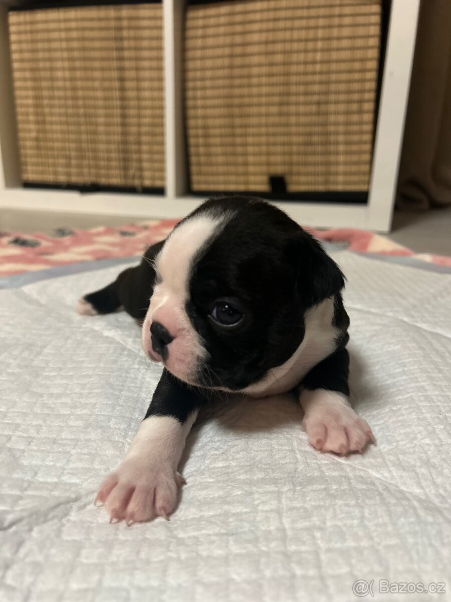 Bostonský teriér - 15