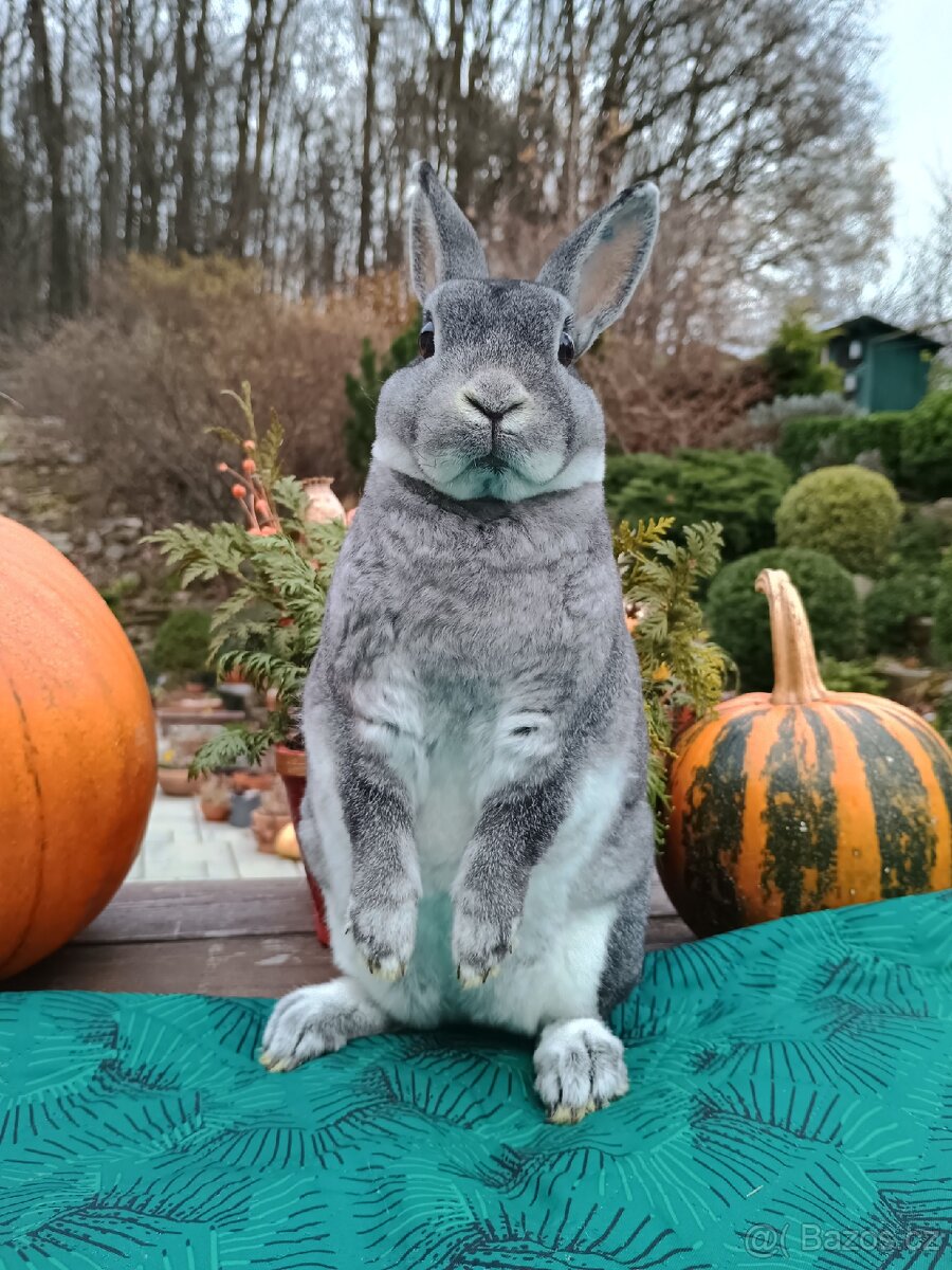 Zakrslý rex činčilový samičky s ním - 15