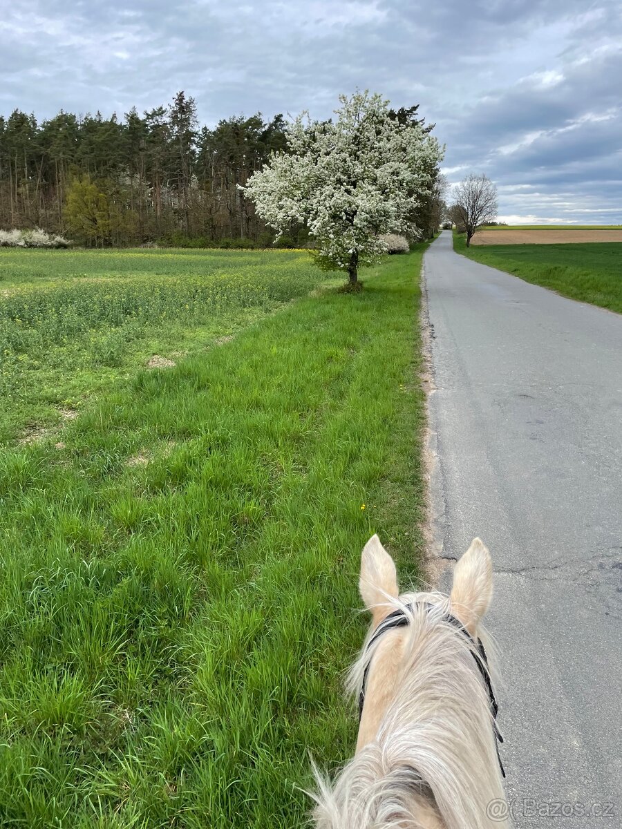 Prodám krásného isabela valacha, 12 let - 15