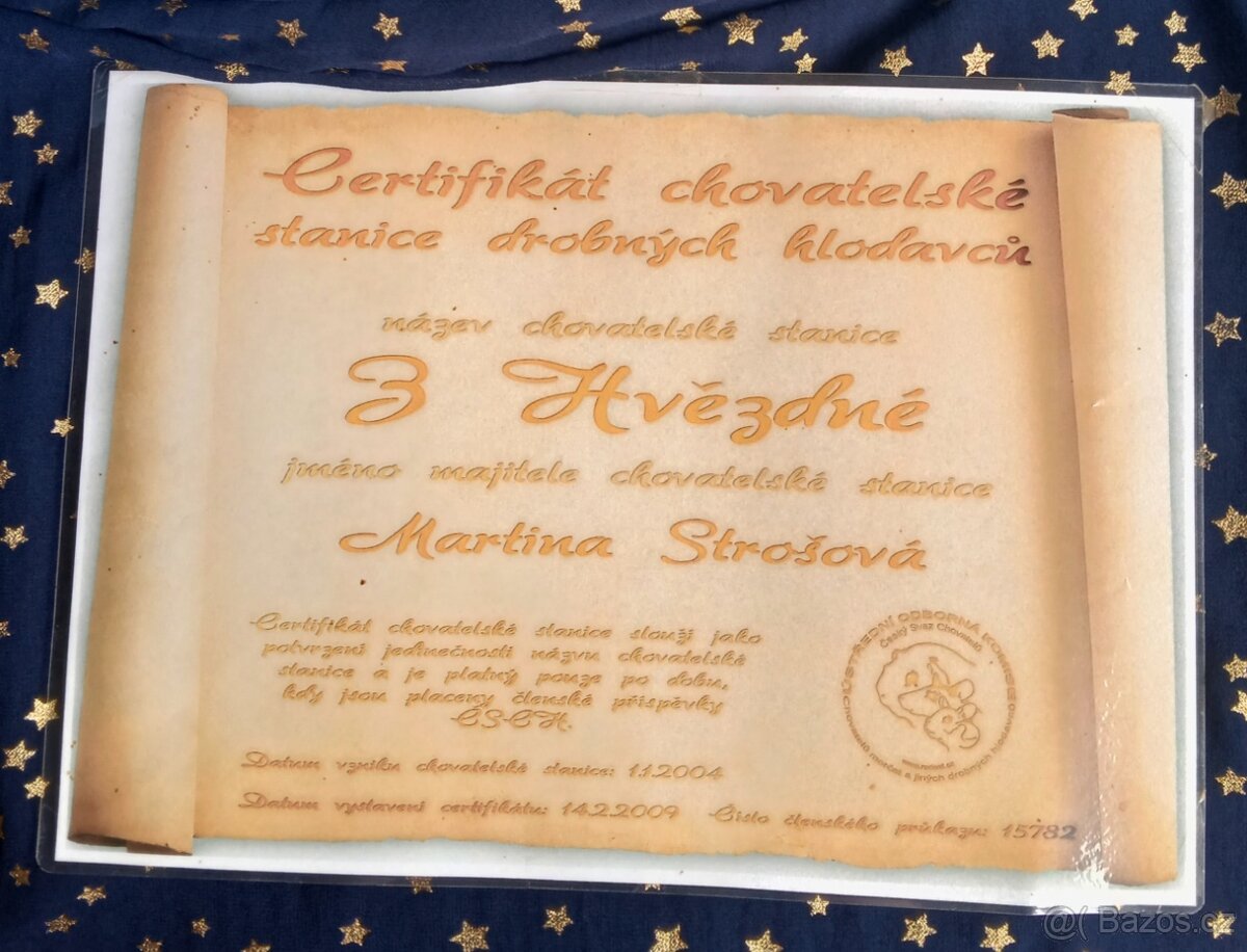 Morčátka CHS Z Hvězdné Liberec - 15