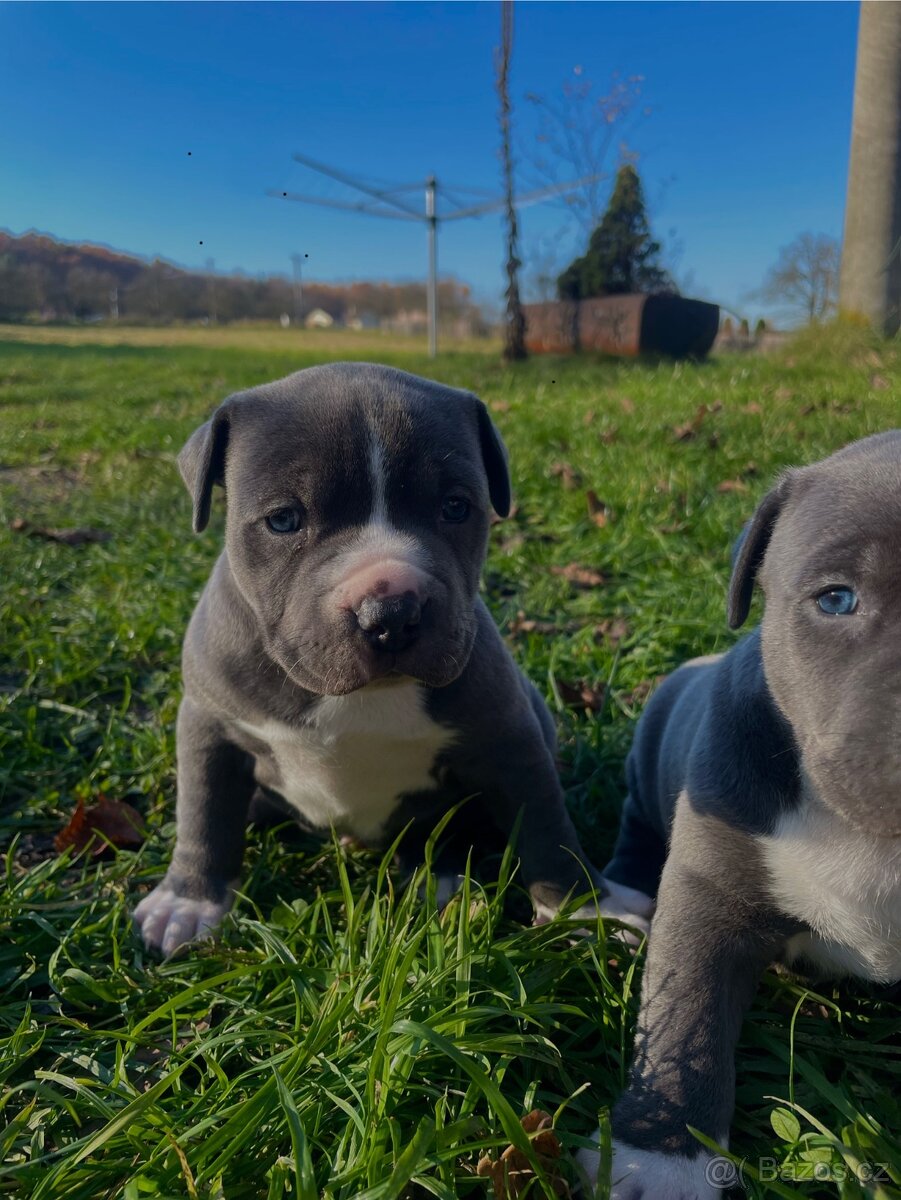 🐾 Americký staford – modrá štěňátka Bibi a Oli - 15