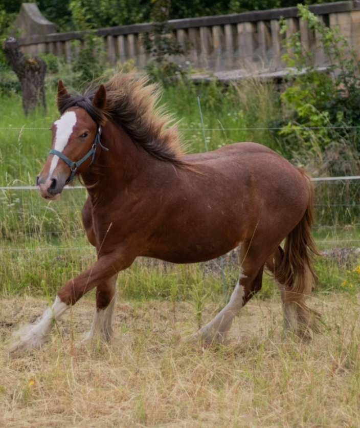 Drum horse hřebec, matka Shire horse, otec irský cob - 15