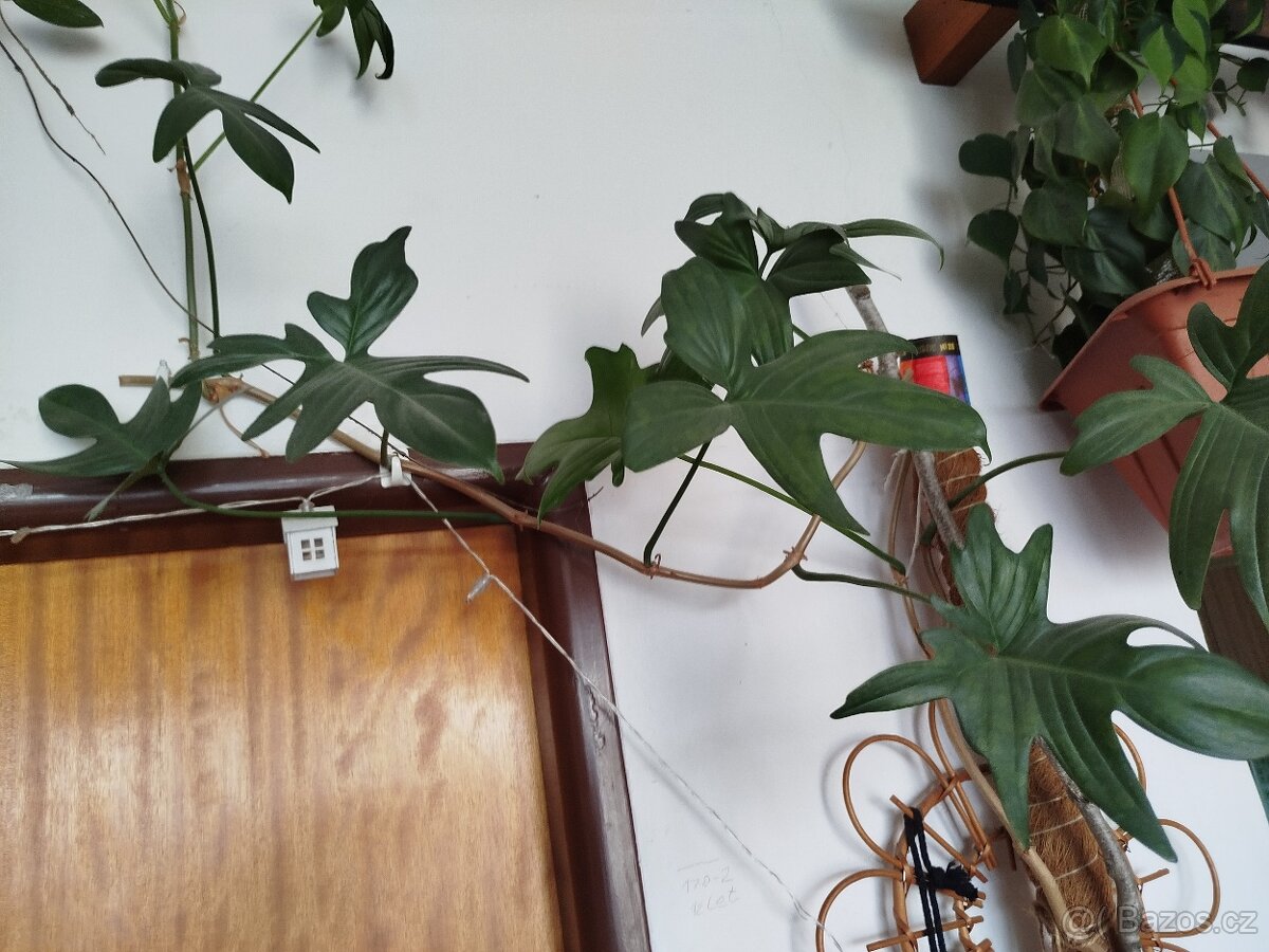 Pokojové rostliny - 15