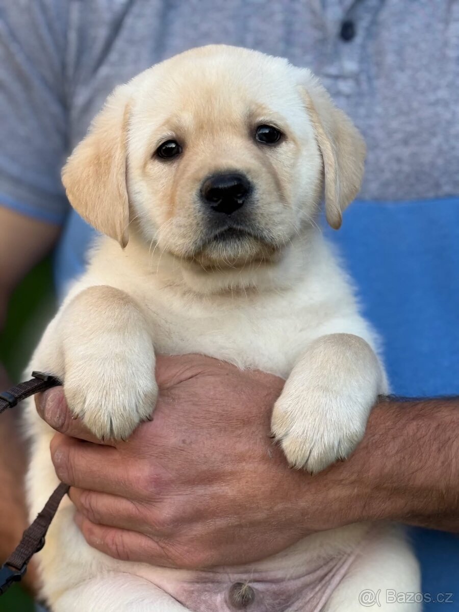 🐾 Labradorský retrívr s PP – štěňátka k odběru ihned 🐾 - 15