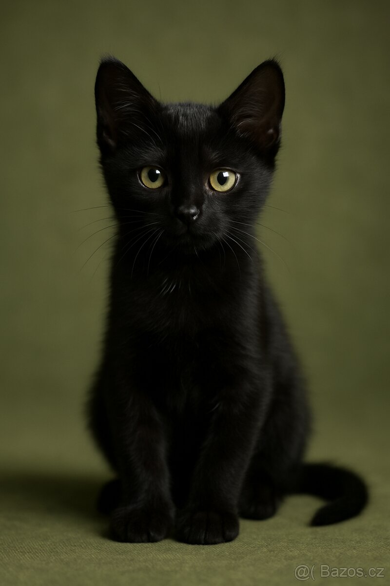 Koťata Kotátka - 2 měsíční (+ mámy) - 15