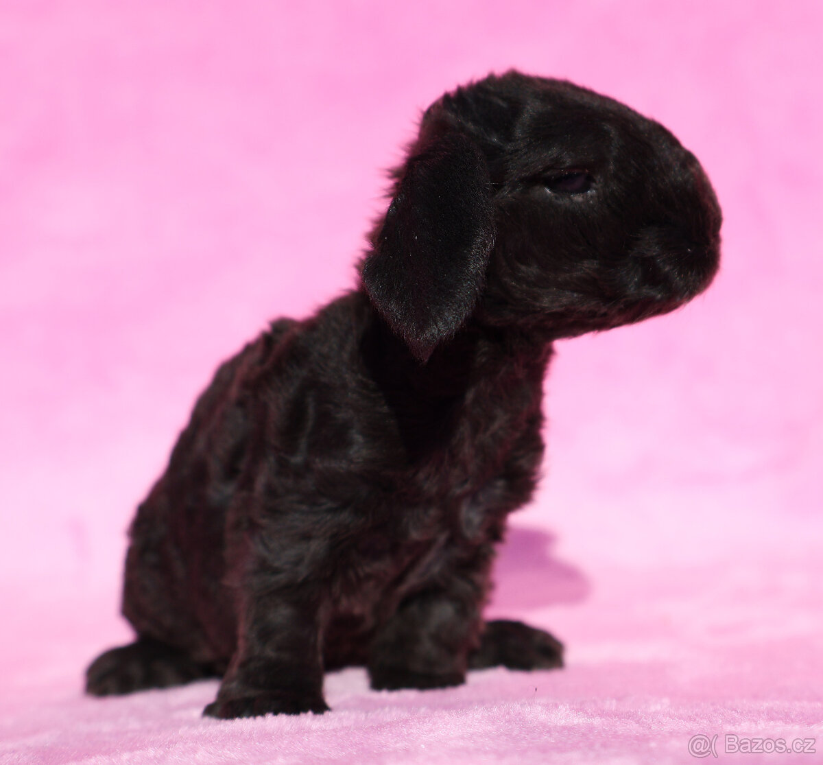 Zakrslí beránci s VP . Samičky . - 15