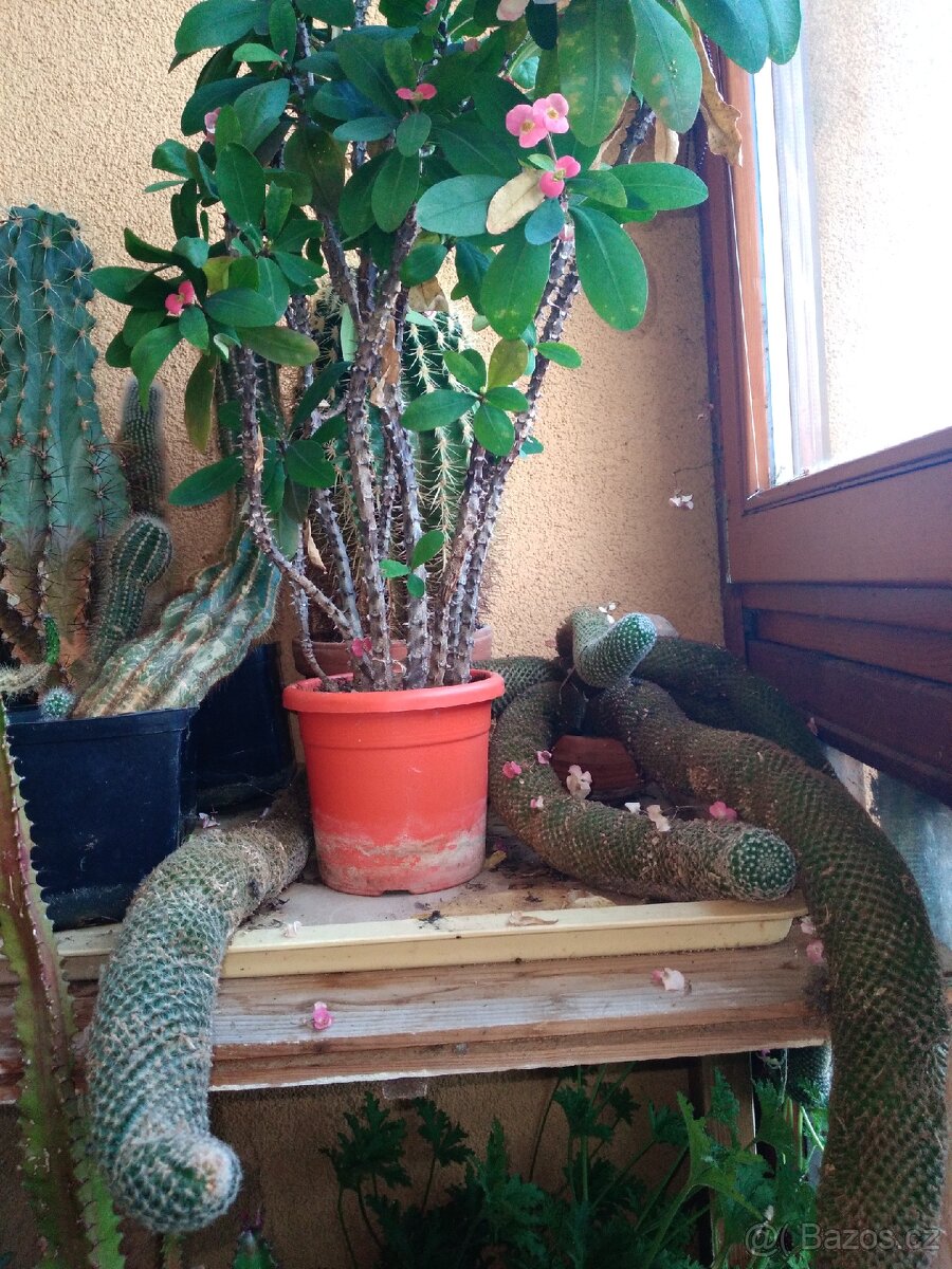 Sbírka kaktusů - 15