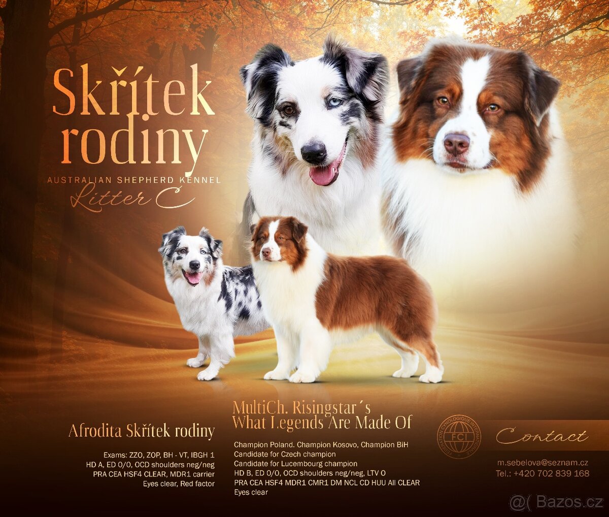 Australský ovčák s PP - štěňátka na prodej - 15