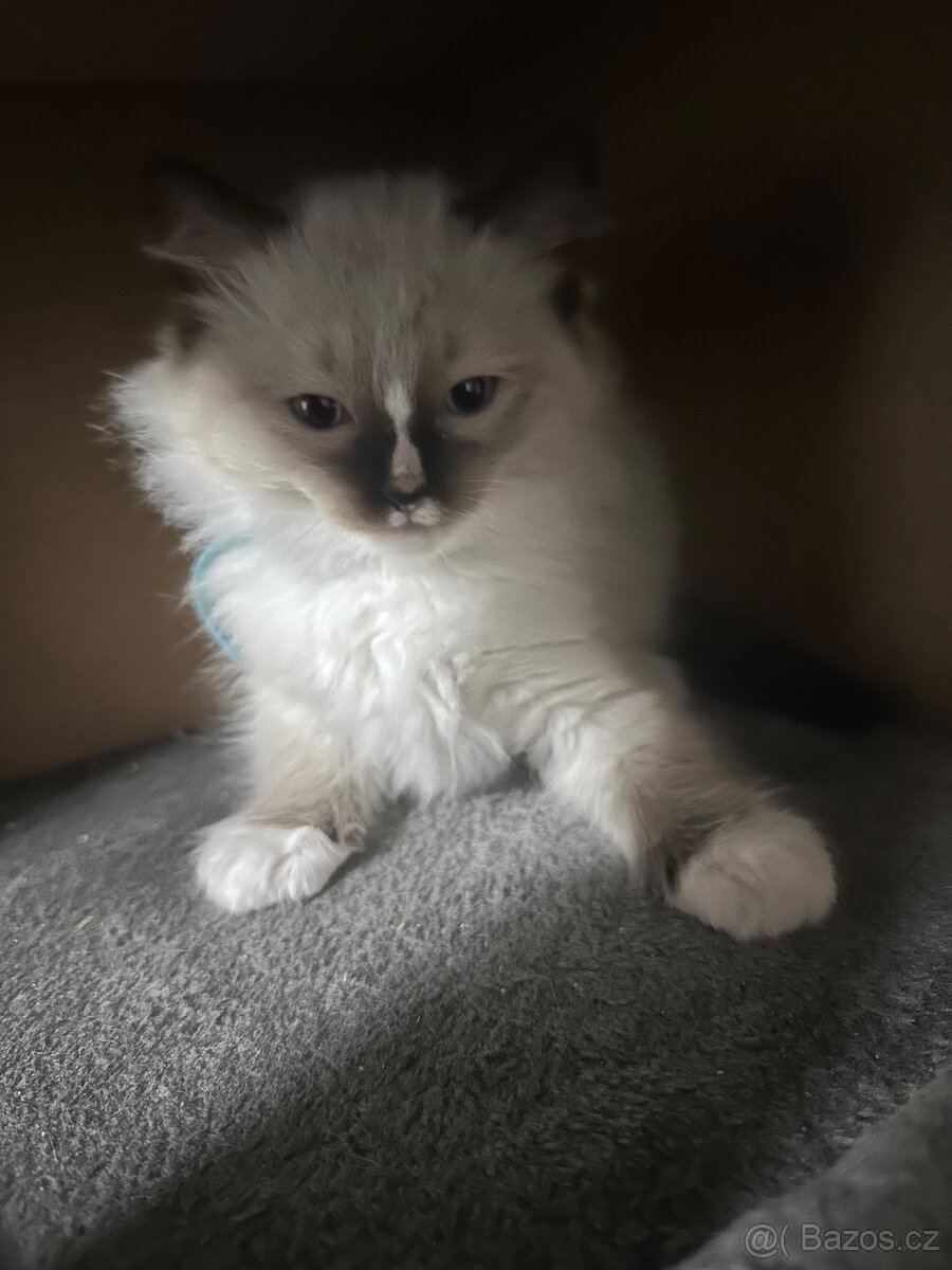 Koťátka Ragdoll - 15