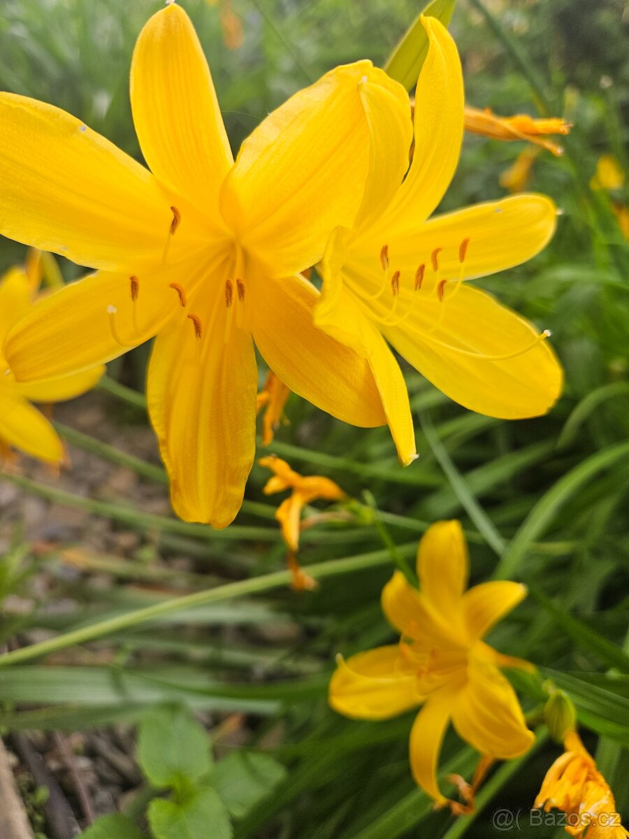 Přebytky ze zahrady - 15