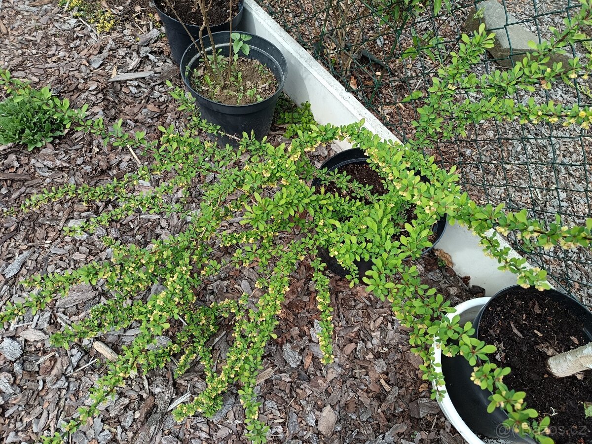 Keře, stromy, trvalky - 15