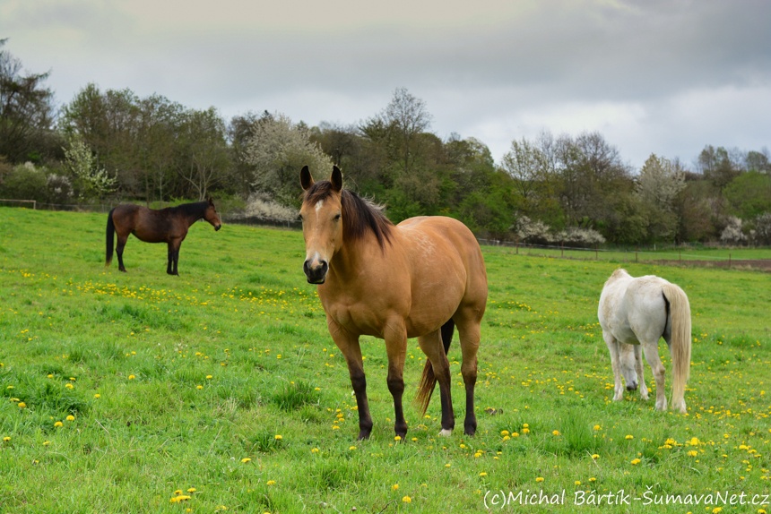 Ustájení koní na Šumavě - 15