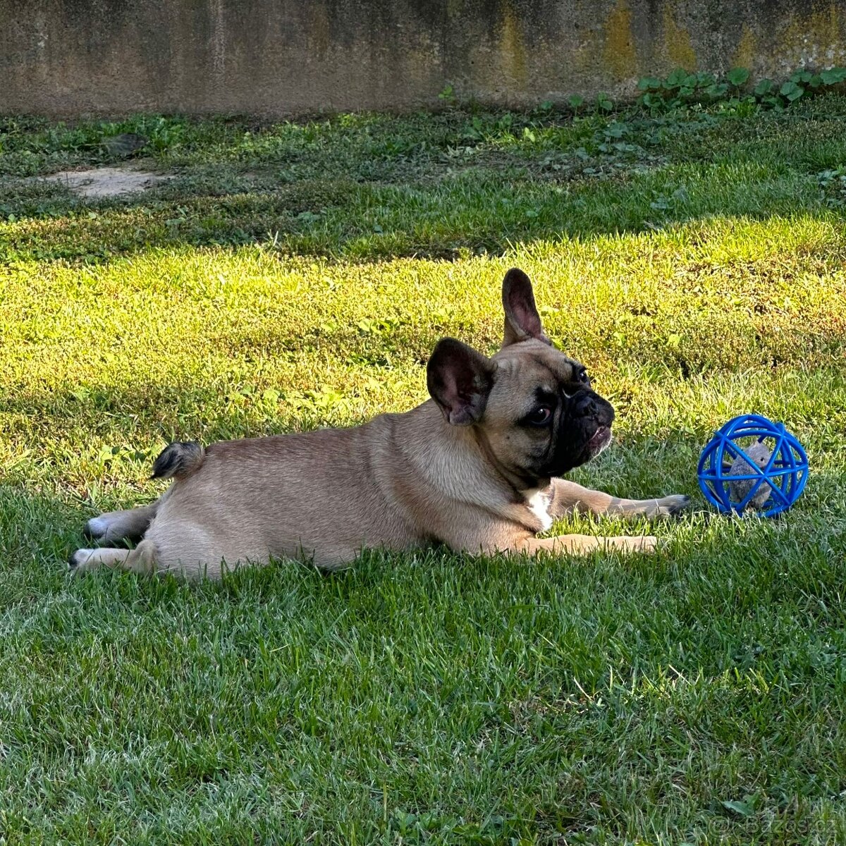 Francouzský buldoček s PP (FCI) - fawn fenečka s rodokmeňom - 15
