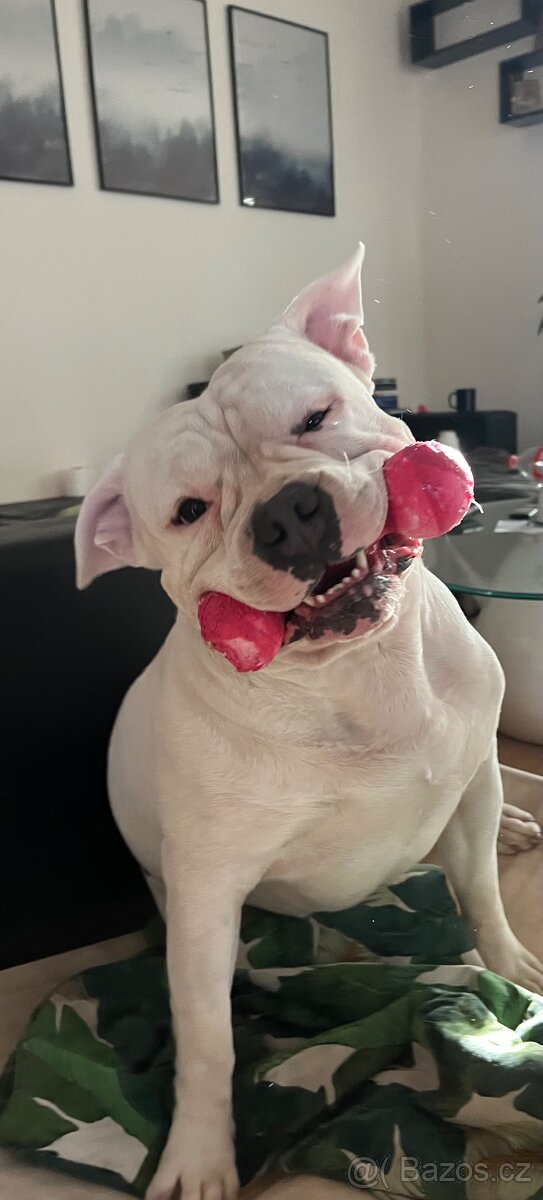 Krytí American Bully standard - 15