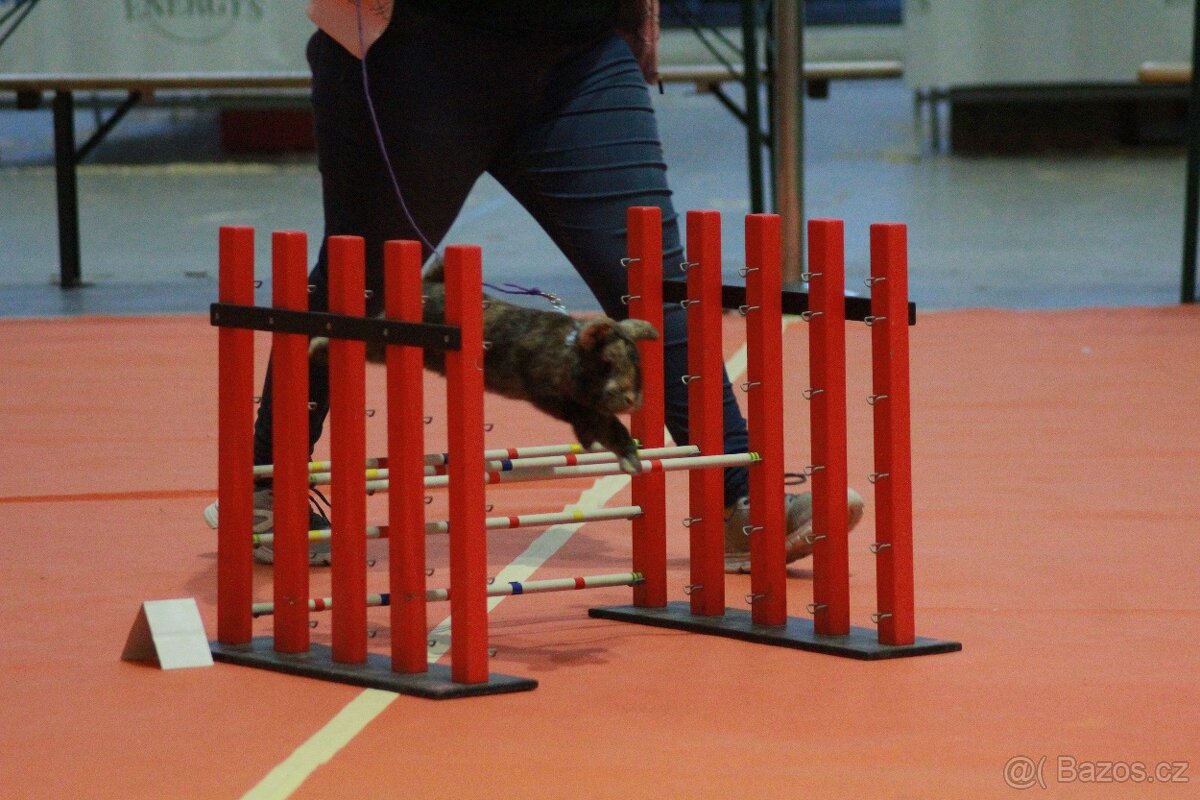 Předvedení králičího hopu - 15