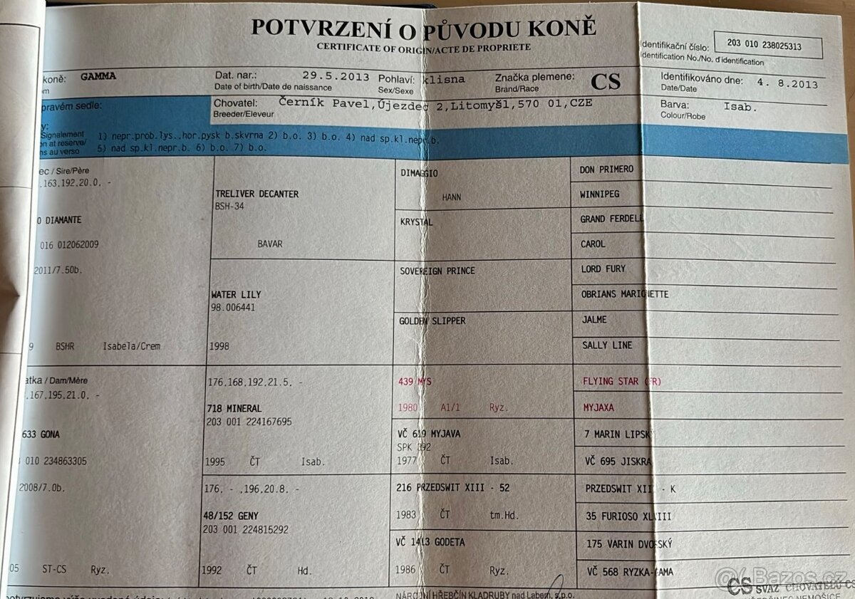 Prodám klisnu CS 12 let - 15