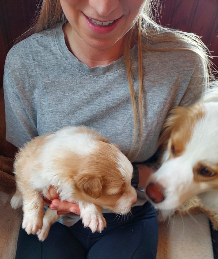 border kolie ee - red - 15