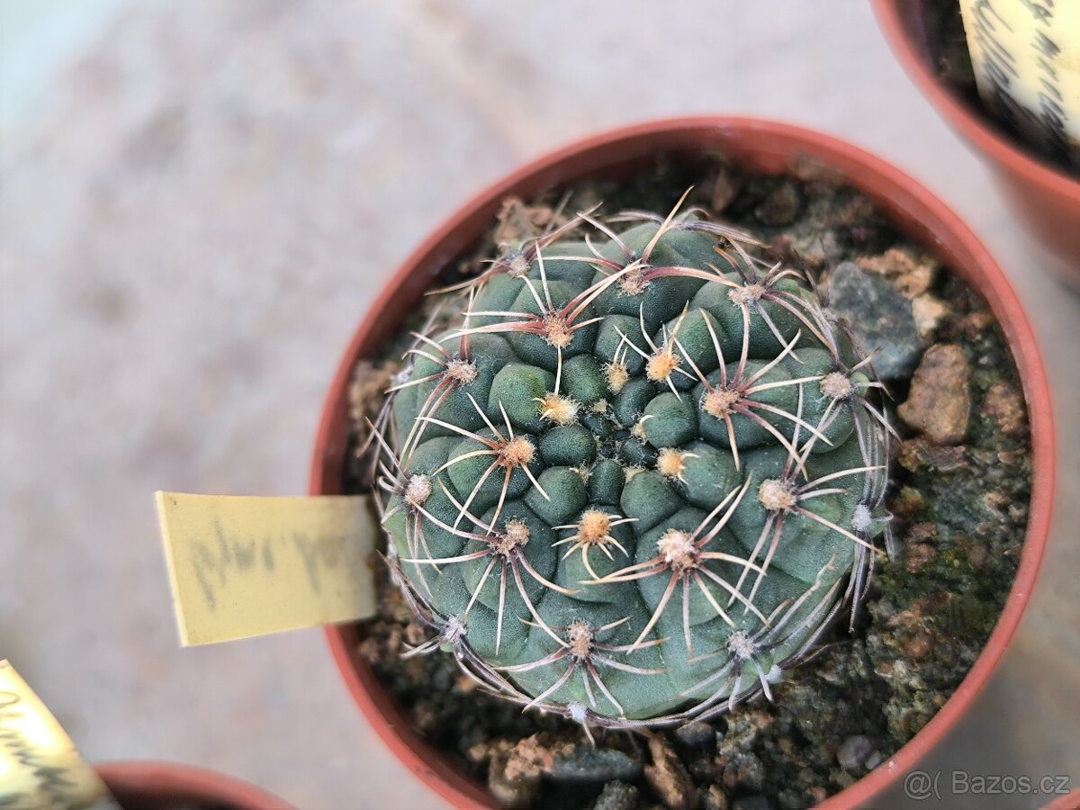 Sukulenty,kaktusy - 15