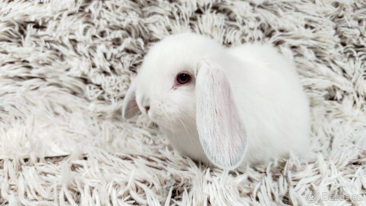 Zakrslý beránek, králíček, králík - MOLLY - 15