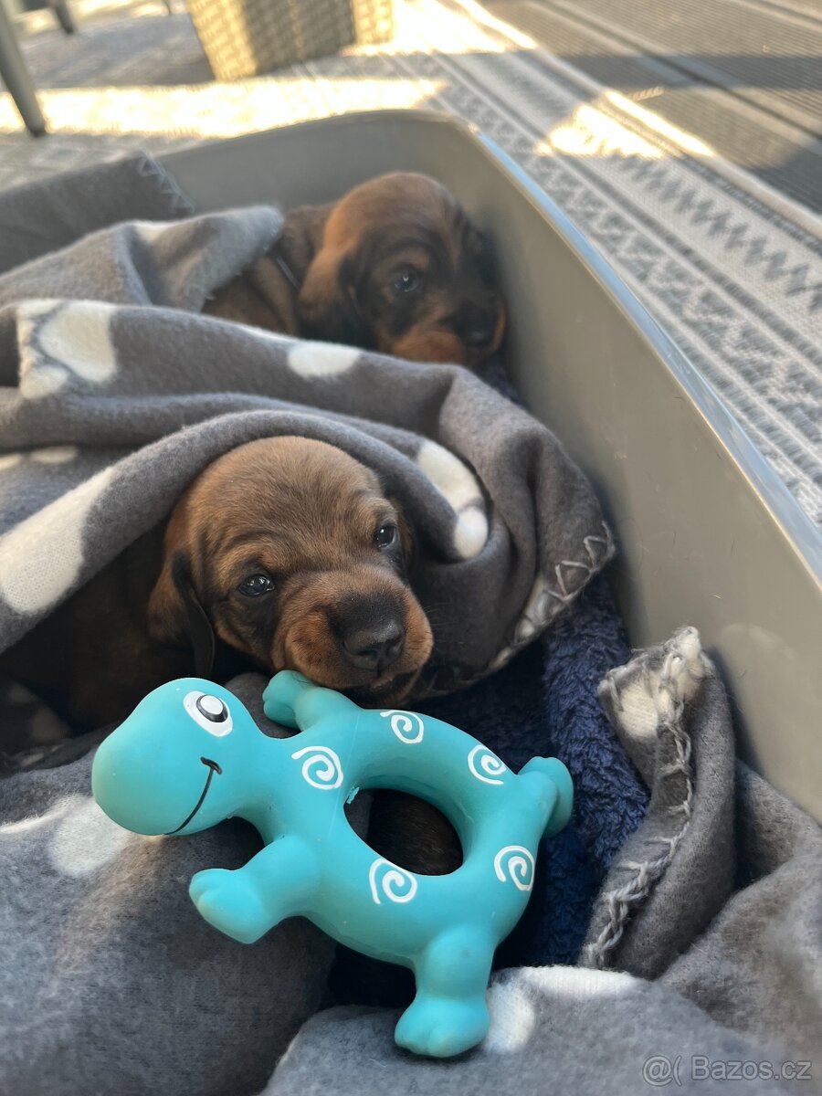 Jezevčík drsnosrstý - 15