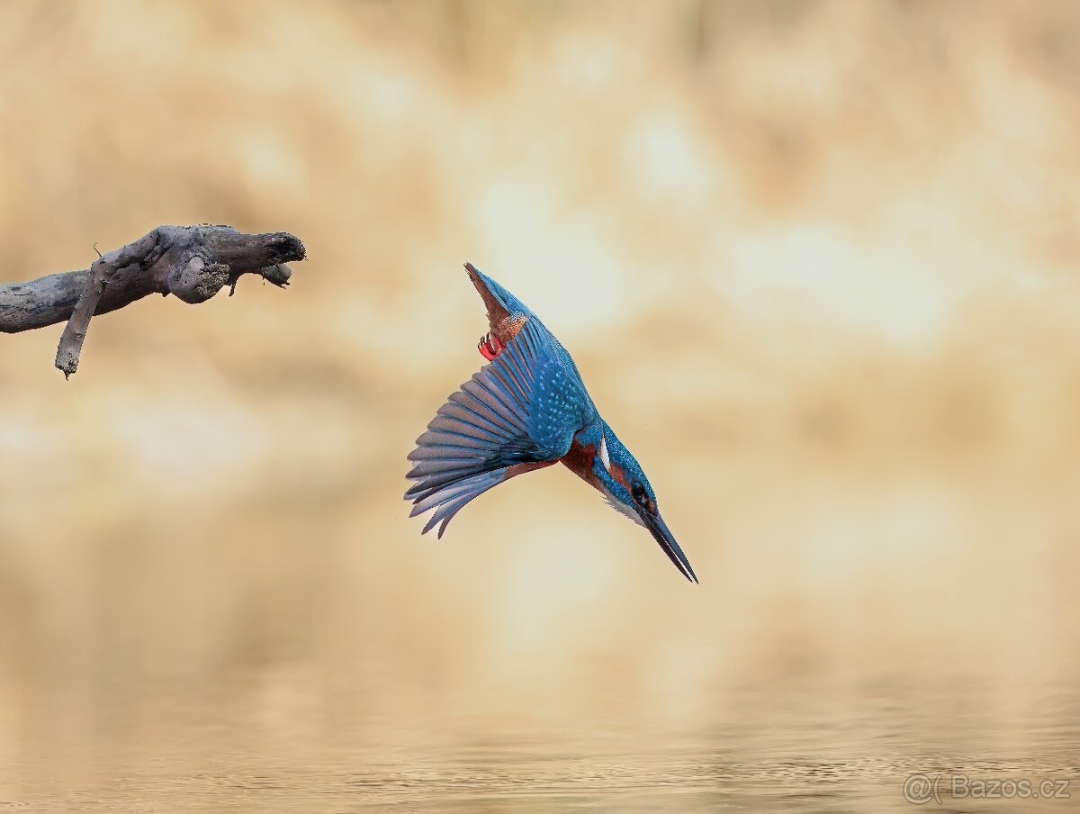 Canon ef 200mm f/2L is usm - 15