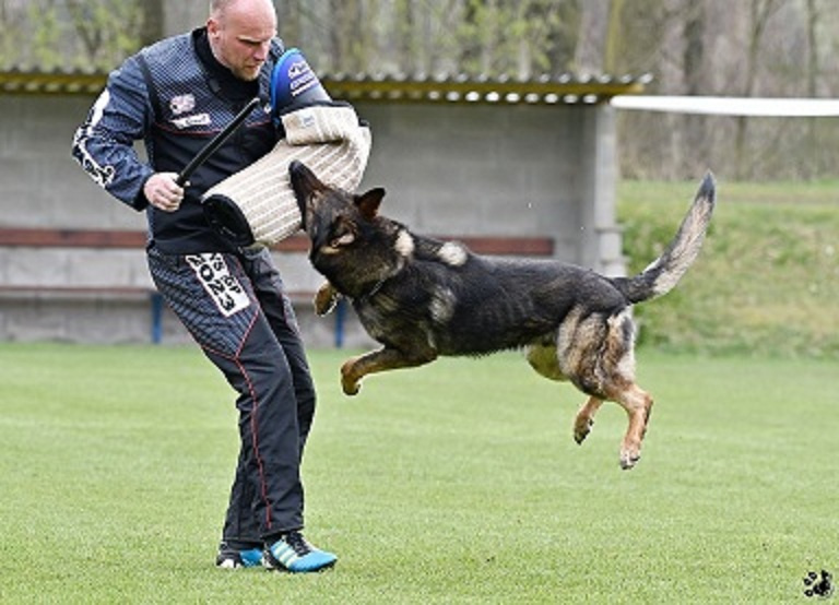 Německý ovčák štěnata s PP - 15