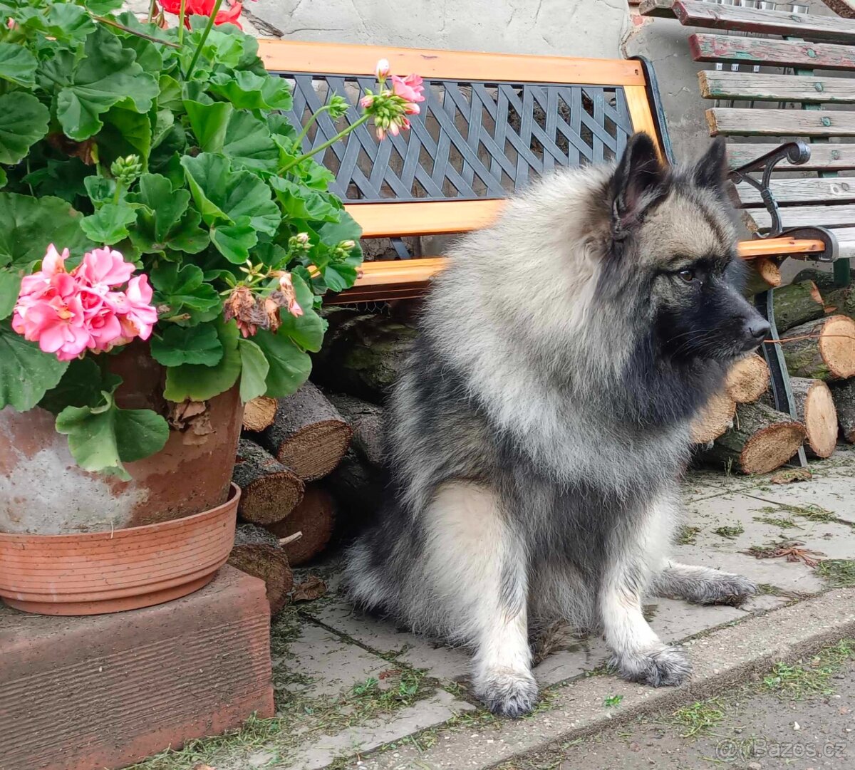 Německý špic vlčí prodám štěňata s PP - hlídač a společník - 15